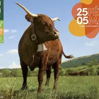 Ovalie, vache Salers de 5 ans, sera l’égérie de la 59e édition du salon de l’agriculture 2023. Ses éleveurs, Marine et Michel Van Simmertier, à peine