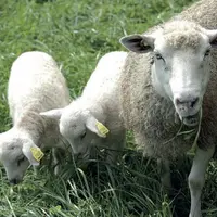 Protection contre les pathogènes et source d’énergie, le colostrum doit être bu rapidement après la naissance.