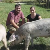 À quelques kilomètres au-dessus du Pont-de-Montvert, groins curieux de cochons et têtes placides de limousines accueillent les visiteurs du Gaec du Mo