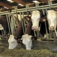 Les godets désileurs trancheurs s’utilisent pour reprendre le fourrage au silo en assurant une découpe franche du front d’attaque. Ils servent aussi à