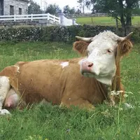 Le trophée Technilait a de nouveau récompensé les éleveurs laitiers dans les cinq races présentes sur le territoire : Prim'Holstein, Brunes, Montbélia