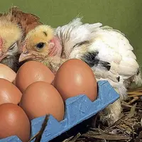 L’assurance de stabilisation des revenus agricoles couvre la plupart des grandes productions du Québec, sauf le lait, le poulet de chair, la dinde et
