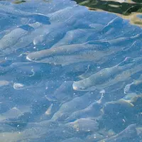 Comme chaque année depuis près de dix ans, une brochure retraçant les parcours de pêche et la réglementation est éditée chaque année pour l’ouverture