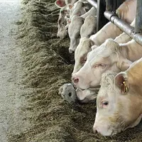 Quels que soient les types de rations et les races, l’introduction d’une part importante d’herbe dans la ration des animaux en engraissement maintient