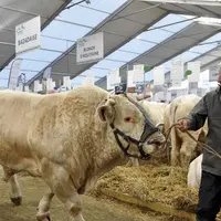Les 400 plus belles charolaises défileront dans le Zénith d'Auvergne.