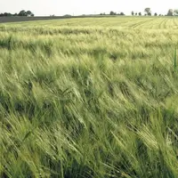 FranceAgriMer a révisé le 8 décembre ses prévisions d’exportations françaises de blé tendre en baisse, dans un contexte de marchés « très concurrentie