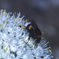 Bourdon des champs sur ombelle d’oignon.