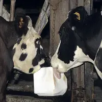 Le sel joue un rôle important dans l’alimentation animale. Il apporte du sodium (40 %) et du chlore (60 %). Le sodium et le chlore, ainsi que le potas