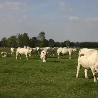 Plusieurs thématiques seront abordées au cours de la session nationale bovine : le Coeur de gamme, la gestion des risques, la communication autour du