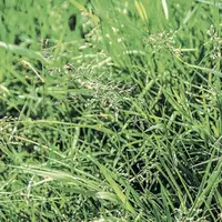 La dégradation des prairies se traduit le plus souvent par une invasion de graminées de qualité moyenne à médiocre comme l’agrostis, la houlque laineu