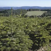 Dans une année 2020 inédite en raison de la crise sanitaire, le sapin de Noël demeure le roi des forêts et des fêtes de fin d’année. En quelques semai