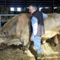 Patrick Bénézit élève des charolaises sur le Pierrefortais.