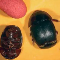 Le petit coléoptère des ruches est de couleur noire et mesure de 5 à 7 mm. Si l’infestation est avérée, c’est la ruche entière qui est ruinée.