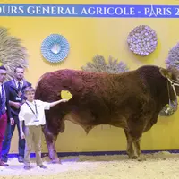 Géant, un taureau cantalo-lozérien sacré grand champion du concours limousin du SIA.