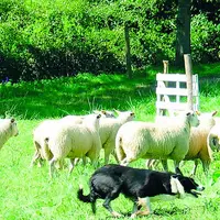 Le chien de troupeau, un allié de choix pour l'éleveur.
