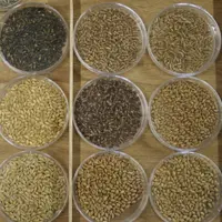 Entre 150 et 250 variétés de blé tendre sont cultivées chaque année en France, selon la profession.