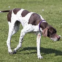 Le braque est un chien d’arrêt.