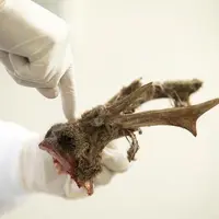 Des taux de mortalité importants et inhabituels au sein de la faune sauvage déclenchent la plupart du temps des autopsies en laboratoire.