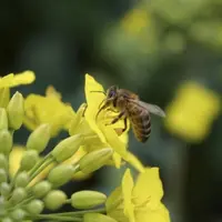 Que ce soit la stratégie européenne en matière de biodiversité à l’horizon 2020 ou l’initiative européenne pour les pollinisateurs, le manque d’outils