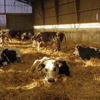La stabulation libre est le modèle de logement le plus courant et adapté aux animaux hébergés, que ce soit sur litières accumulées pour les vaches all