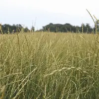 Le kernza (Thynopyrum intermedium) est une graminée sauvage non croisée et extrêmement robuste.