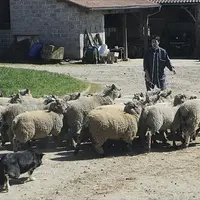 Le changement d’alimentation lors de la mise à l’herbe doit être préparé pour éviter une chute de poids.