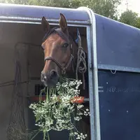 Un éclairage LED capable de fournir un niveau d’éclairement homogène semble réduire le stress du cheval pendant l’embarquement et la phase stationnair
