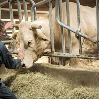 De plus en plus d’agriculteurs se tournent vers des médecines alternatives pour soigner leurs animaux.