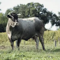 L’égérie du salon est Cerise, une vache bazadaise. Il en existe environ 4 000 en France et une action est menée à travers trois pépinières de génisses