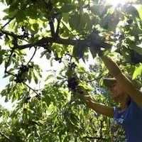 Aurélia Étienne valorise les fruits non récoltés depuis 2015.