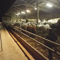L’arrêté d’extension n’étant pas paru au 31 décembre, l’application de la convention collective nationale de la production agricole et des Cuma est re