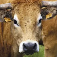 La loi Besson-Moreau généralise la contractualisation écrite pluriannuelle de trois ans minimum pour toute vente entre le producteur de viande bovine