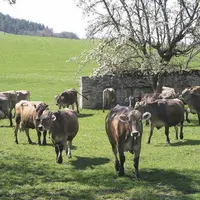 Le trophée Technilait a de nouveau récompensé les éleveurs laitiers dans les cinq races présentes sur le territoire : Prim’Holstein, Brunes, Montbélia