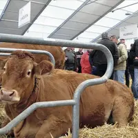Le Sommet de l’élevage accueillera, en 2017, le concours national limousin.
