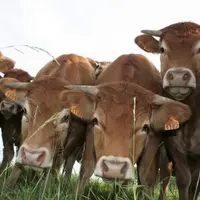 Depuis avril, la plupart des secteurs agricoles se sont relancés avec des prix revenus à leur niveau d'avant la pandémie de Covid-19, indique le commi