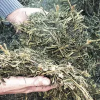 Les règles de bonne conservation de la récolte dépendent de la forme sous laquelle le fourrage est stocké.