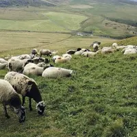 Paysage, patrimoine, produits : le triptyque essentiel de l’agropastoralisme.
