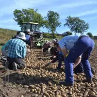 Ramassage de patates 2012 par l'Amapp du Gévaudan.