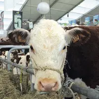 La Hereford est réputée pour sa facilité de conduite.