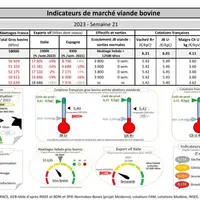 Comme chaque mercredi, voici les indicateurs de marché viande bovine, proposés par la FNB pour faciliter la lecture du marché de la viande bovine par