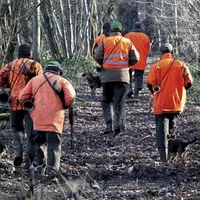 Fin novembre, des cas de trichinellose ont été signalés en Lozère par la préfecture, sur des sangliers sauvages. Explications sur ce parasite et ses c