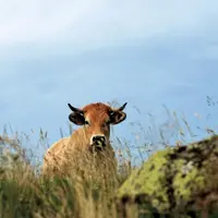 D'après les projections de l'Idele, les exportations de broutards pourraient perdre jusqu'à 19 % en 2030 sous l'effet de la décapitalisation. Une pénu