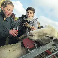 L'an passé, les ovinpiades départementales se sont déroulées au lycée agricole de Saint-Chély-d'Apcher.