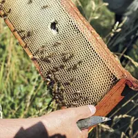 La production française de miel ne devra pas dépasser les 10 000 tonnes cette année.