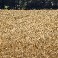 En 2021, l'association Céréales Montagne a mis en place des plateformes d'essais de variétés de céréales dans le massif Central, avec des résultats en