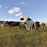 Dans les plaines orientales de Colombie, les petites exploitations d'élevage familiales cohabitent avec l'industrie pétrolière et les géants de l'agro