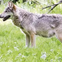 Audits auprès des élevages fortement prédatés, recommandation du préfet coordonnateur qui restreint les prélèvements de loups et chiens de protection