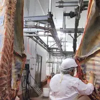 Chaque année, environ mille carcasses font l’objet de réclamations.