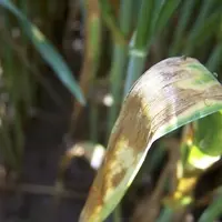 La septoriose du blé entraîne des pertes de rendements conséquentes.