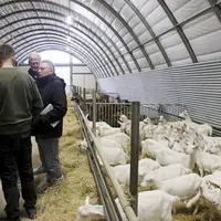 Aymeric Duclos, éleveur caprins récemment installé à Montrottier (Rhône), a accueilli les acteurs de la filière au sein de son exploitation.